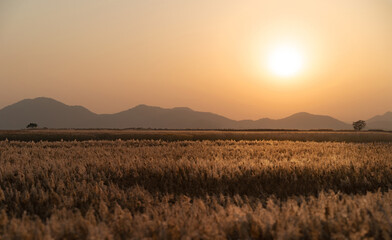 a field of reeds in autumn when the sun sets