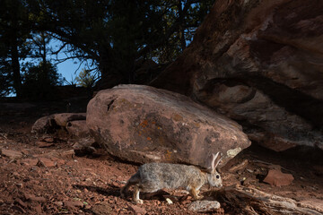 Wall Mural - A desert cottontail rabbit sniffs at the root of a juniper tree in the arid environment of the American southwest desert. The sky in the background is a dark blue behind the silhouetted trees.  