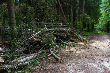 Wall Mural - Sawn trees that fell over a forest road in sunny summer day.