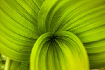 Canvas Print - Macro nature of green leaf in garden. Natural green leaves plants as spring background. Ecology wallpaper.