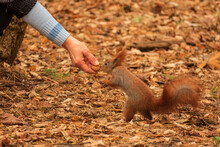Fluffy Squirrel Eats Nuts With Hands On The Background Of Autumn Forest To