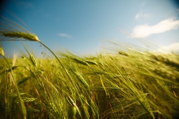 Wall Mural - agricultural field with wheat sprouts, spring landscape on cloudy day.