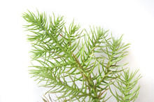 Fresh Green Needles Of A Norfolk Island Pine