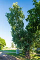 Poster - Miracle tree - a willow on which a birch grows, Salacgriva, Latvia.