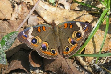 Wall Mural - Beautiful tropical Mangrove buckeye butterfly in Florida nature, closeup