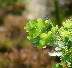 Wall Mural - Colorful green leaves from a tree or bush growing in a garden with copy space. Closeup of english oak plants with tiny bug pest holes and spiderwebs in ecosystem, habitat and biodiversity of nature