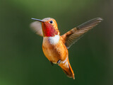 A male Rufous hummingbird (Selasphorus rufus) hovering in mid-air
