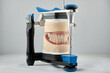 Dental photo of the articulator and two dental prostheses in the occlusion for accuracy and measurements.