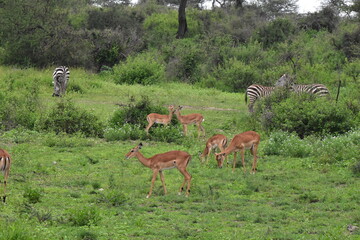 serengeti antelope and gazelle wildlife