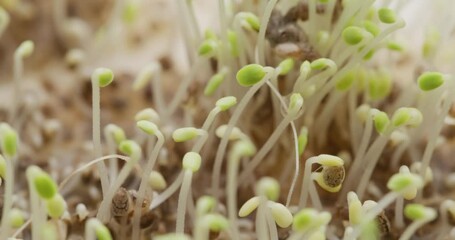 Sticker - Sprouted chia seed at home garden