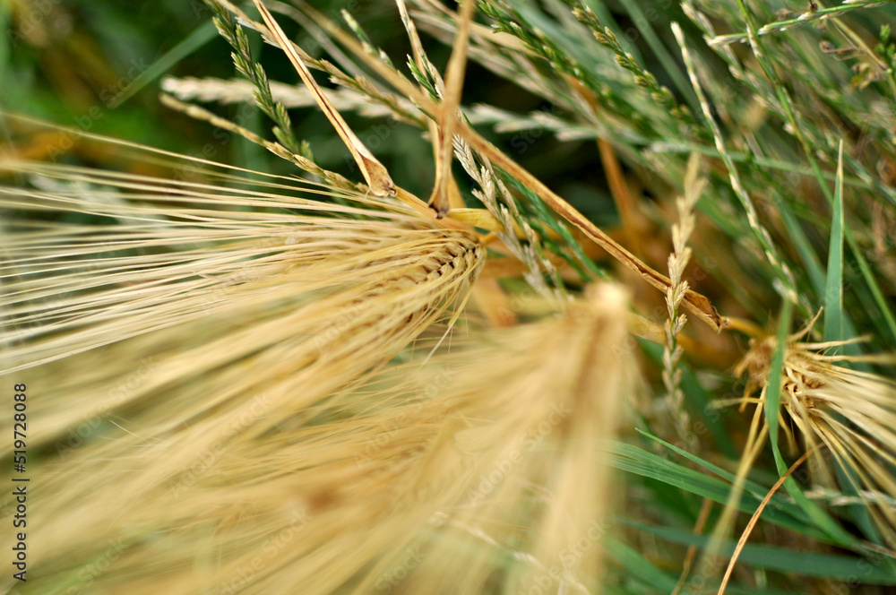 Field of wheat and oat plants ready for harvest