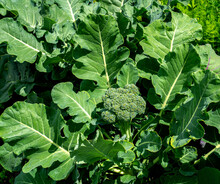 Broccoli Growing In A Garden (Brassica Oleracea Var. Italica)
