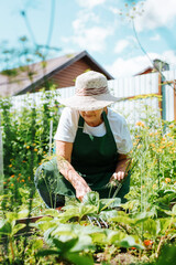 Work in garden, horticulture in retirement. An elderly woman in straw hat and gardener's apron works sitting in garden on sunny summer day