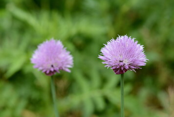 Canvas Print - Chives or Allium Schoenoprasum in bloom with purple violet flowers and green stems. Chives is an edible herb for use in the kitchen. 