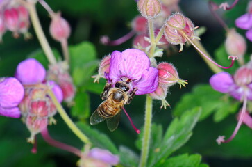 Canvas Print - A macro shot of a bee collecting pollen from a Hardy geranium bloom. Rock Cranes-Bill, Hardy Geranium, Wild Geranium 'Czakor' (Geranium macrorrhizum)