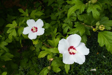 Two White Crimsoneyed Flowers Of Hibiscus Syriacus In Mid August