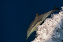 Common Dolfhin (Delphinus Delphis) Swimming And  Playing With The Waves Of A Boat