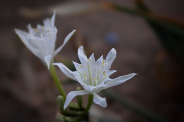 Canvas Print - White sand lily at dusk