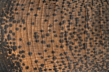 Elephant skin texture abstract background, Asian elephants skin texture, Close up asian elephant reveals the texture of the animal skin.