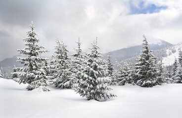 Wall Mural - winter landscape of mountains in snow in fir forest