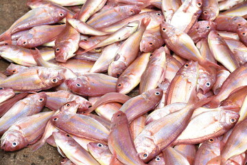 fresh red snapper fish at market