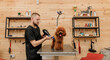 Professional male pet groomer dry tea cup poodle dog fur with a hair dryer after washing in beautician salon. Grooming concept