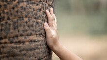 Woman Children Hand Touching An Elephant Trunk Friendship And Care, Caring Touch Asian Elephant, Copy Space, Selective Focus.