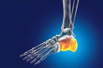 Poster - Human foot anatomy. Calcaneus bone of the foot