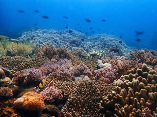 Indonesia Sumbawa - Colorful coral reef with tropical fish