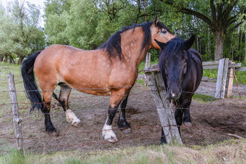 Wall Mural - Horses in enclosure in rural area of Mazowsze region, Poland