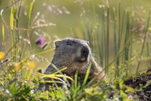 Otter In The Grass