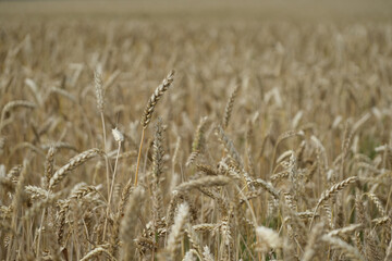 golden wheat field in summer