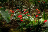 Fototapeta Kuchnia - Red colored spathe, painter palette plants