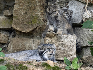 Wall Mural - Female Pallas´ cat, Otocolobus manul, with two cute cubs.
