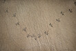 © ADDICTIVE STOCK - Bird footprints on sandy terrain