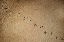 Bird Footprints On Sandy Terrain