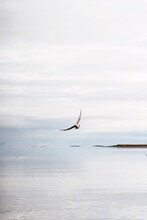 Seagull Flying Over Sea In Morning