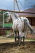 Appaloosa pony stands in a levada and looks into the distance, turning away from the camera
