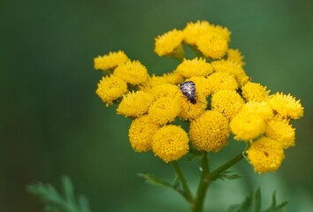 Poster - yellow flower