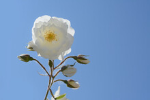 Beautiful Blooming White Rose Against Blue Sky. Space For Text