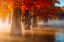 Taxodium Distichum With Orange Needles In United States. Swamp Cypresses On River With Fog And Sunshine.