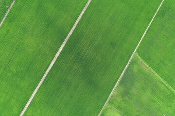 Wall Mural - Green rice Fileds aerial view Thailand countryside