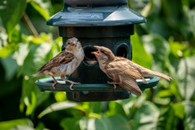 Female House Finch Feeding Her Chick At A Backyard Garden Bird Feeder.