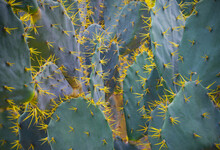 Desert Plants Have Spiky Yellow Thorns.