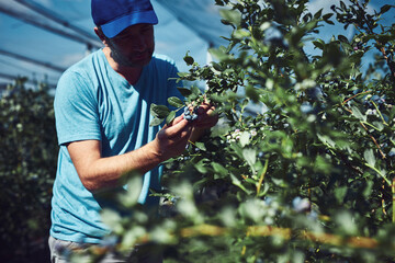 Farmer picking fresh blueberries on a farm.