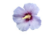 Blüte des Hibiscus, Nahaufnahme, freigestellt