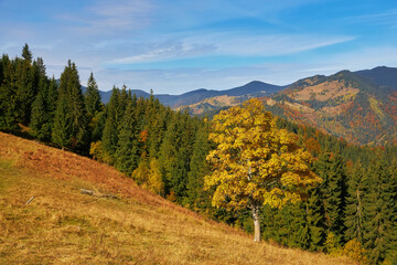 Wall Mural - Forest on a sunny day in autumn season.