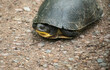 blanding's turtle on gravel