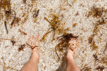 Beach Full Of Sargassum Algae. Sargassum Seaweeds Caribbean Ecological Problem.