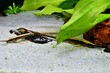 Szydliki iglaste (Farlowella acus)